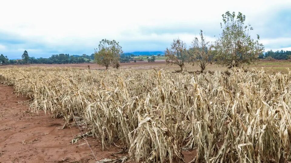 Governo bloqueia 42% do orçamento para seguro rural