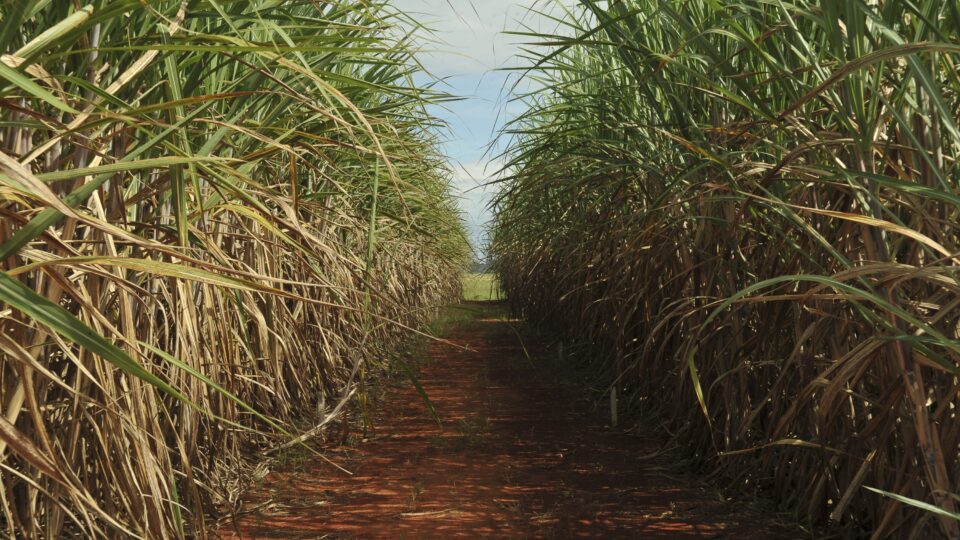 Agro é responsável por 60% da energia renovável usada no Brasil