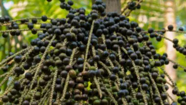 Cerca de 300 mil pessoas trabalham na cadeia do açaí no Pará, segundo o Dieese