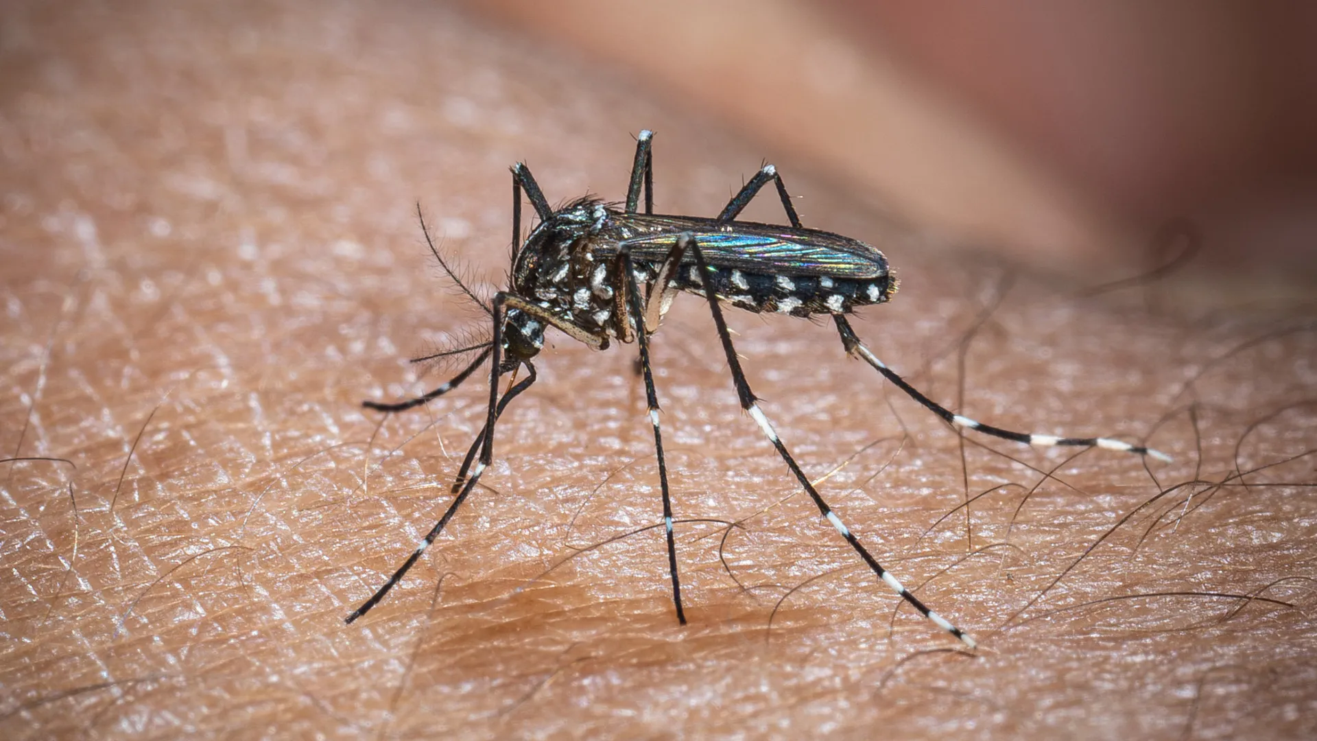 Chikungunya volta a atacar nos Estados Unidos