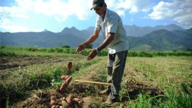 Super El Niño agro