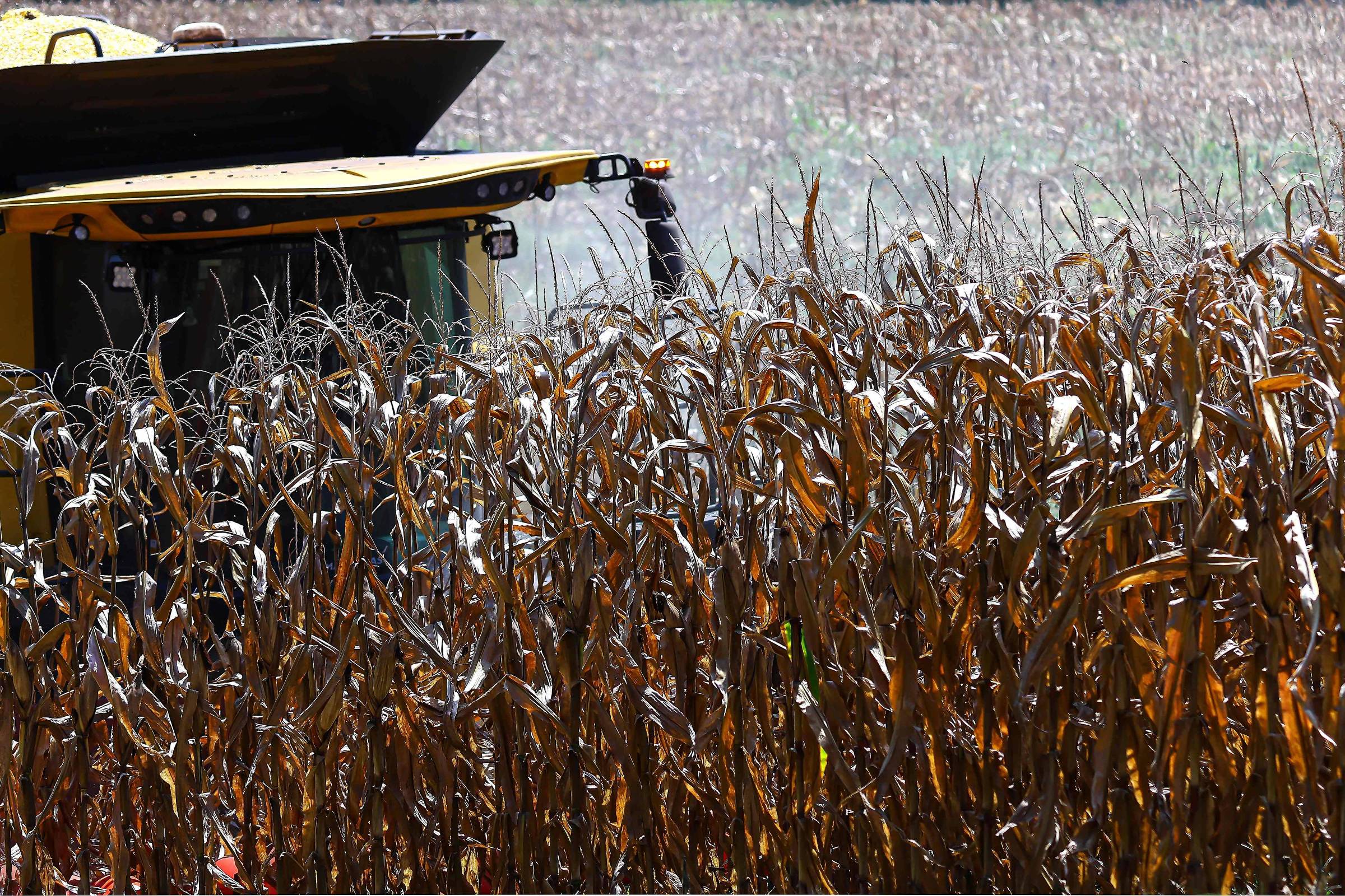 Colheitadeira amarela parcialmente visível atrás de plantas de milho secas e maduras em campo agrícola durante a colheita.