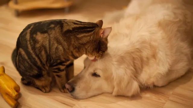 É coisa da idade? 7 mudanças em cães e gatos idosos que merecem atenção